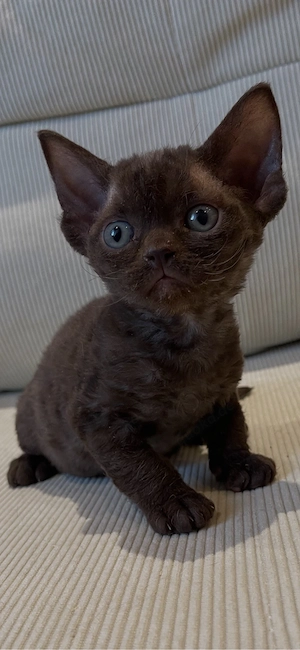 Devon Rex kitten 