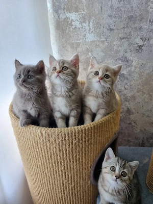 BKH Kitten