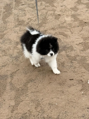 Nicky Pomeranian