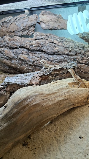 Bartagame Farbbartagame Weibchen o. Männchen 