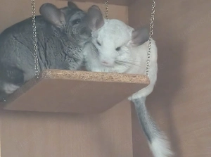 Chinchillas 