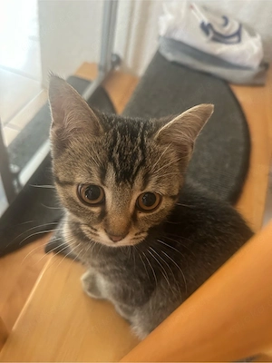 Baby Kitten 