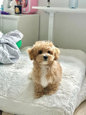     Liebevolle Maltipoo-Welpen suchen ein schönes Zuhause     