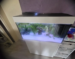 Verkaufe hier meine 2 Axolotl mit Aquarium