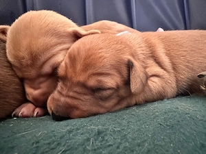 podenco andaluz boxer mix 
