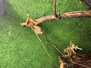 Uroplatus ebenaui ( Weibchen ) 
