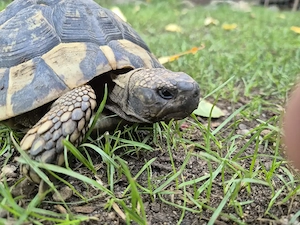 Adultes Weibchen der griechischen Landschildkröte testudo hermanni boettgeri (thd)