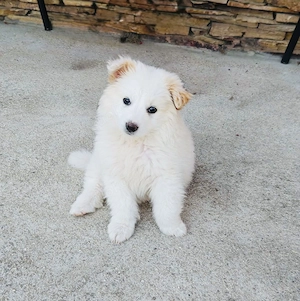 Pomsky Mix Boogie 