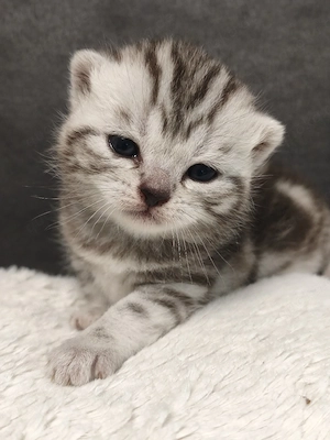 Niedliche BKH Kitten mit Stammbaum Silver Tabby Classic