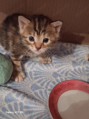 Bengal Mix
