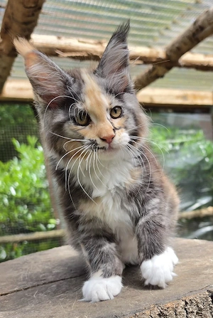 Maine Coon Nachwuchs mit Stammbaum 