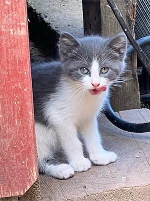 Katzenbabys Bauernhofkatzen