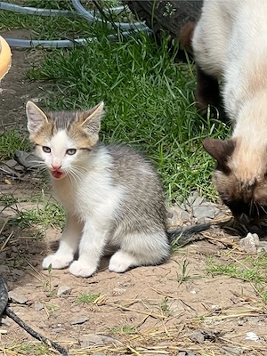 Bauernhof Katze  Kater 