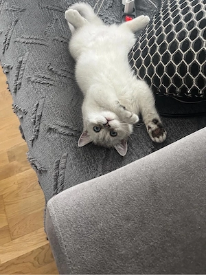 Silver Shaded BKH Kater mit blauen Augen