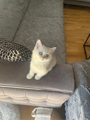 Silver Shaded BKH Kater mit blauen Augen