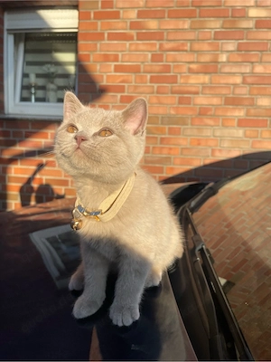 Britisch Kurzhaar Katze (weiblich)   Boncuk sucht liebevolles Zuhause