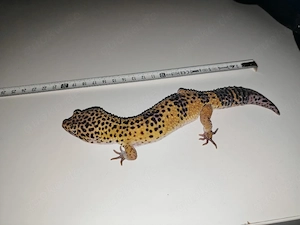 Leopardgecko   Gecko 