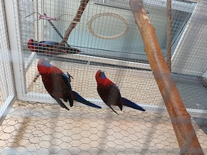 Pennantsittich rot und zimt