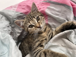 Kleines weibliches Kitten (Tora)