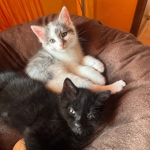 Babykatze 