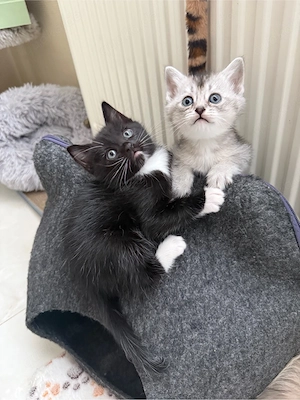 Kitten Heilige Birma - BKH