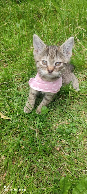 kitten katze weiblich wildfarben grau getigert u Schildpatt sucht
