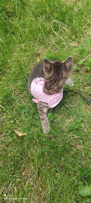kitten katze weiblich wildfarben grau getigert Schildpatt sucht