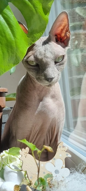 Suche Sphynx Deckkater 