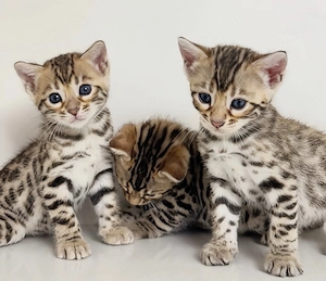 wunderschönen Bengal-Kätzchen
