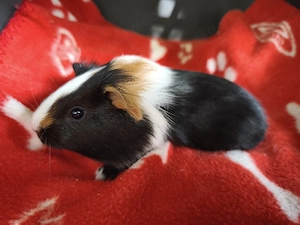 Sehr süße weibliche Meerschweinchen Babys 