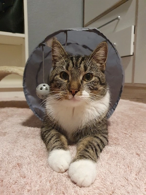 Kastrierter Kater sucht ruhiges heim