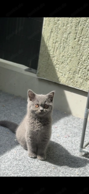 Süßer Bkh Kater 6 Monate alt 