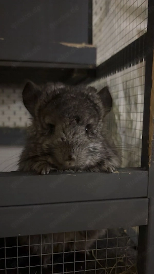 Agonda Chinchilla zwei Mädchen zu verkaufen nur zu zweit seltene Rasse 9 Monate alt Bild 2