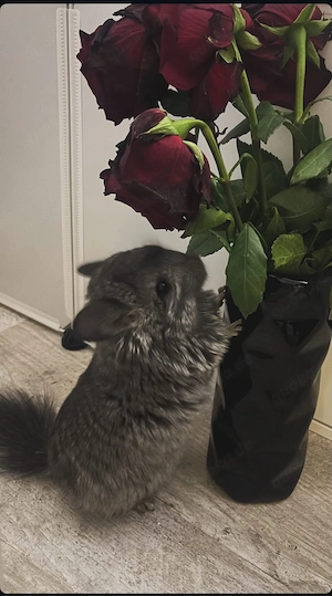 2 Chinchilla Weibchen 9 Monate alt  