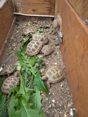 Russische Vierzehenschildkroten 