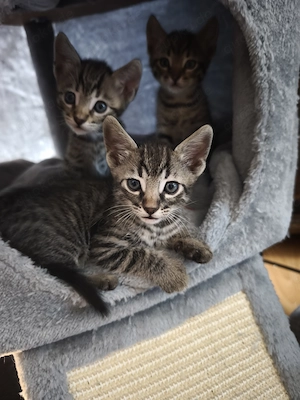 Bengal-Mix Kitten