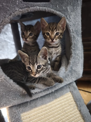 Bengal-Mix Kitten