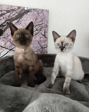 Reinrassige Snow Bengal Kitten mit Stammbaum