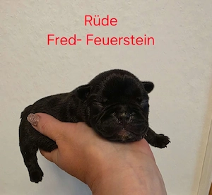 Französische Bulldoggen abzugeben 