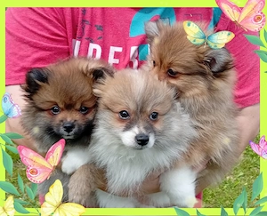Zwergspitz Pomerania mix 