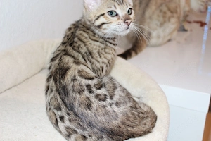 Kleine Leopardenherzen auf vier Pfoten -außergewöhnliche reinrassige Bengal-Kitten suchen ihr Glück