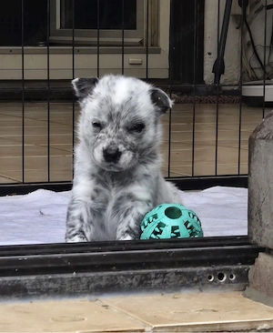 Australien Cattle Dog Welpen