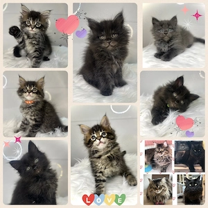 Zauberhafte reinrassige Maine Coon Kitten