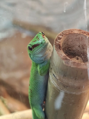 Madagaskar Taggeckos 1.0 DRINGEND 