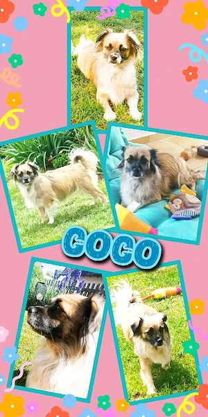 kleine, kinderfreundliche, katzenverträgliche, menschenbezogene Hündin "Coco" sucht ein Zuhause