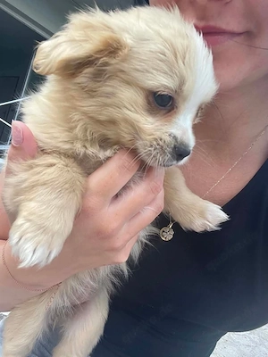 Kleine Tiffy sucht große Herzen