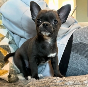 Süße Chihuahua-Welpe (weiblich) sucht ein liebevolles Zuhause für immer