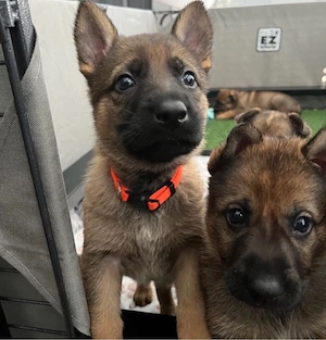 Belgischer Malinois-Elitewelpe - Loyal, intelligent und bereit für ein liebevolles Zuhause