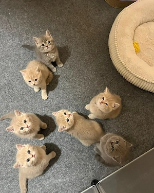 Noch 3 verfügbar!!! Wunderschöne Reinrassige BKH-Tabby Kitten suchen ihr neues Zuhause