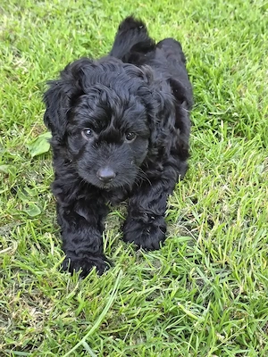 Mini aussiedoodle  mini australian shepherd zwergpudel 